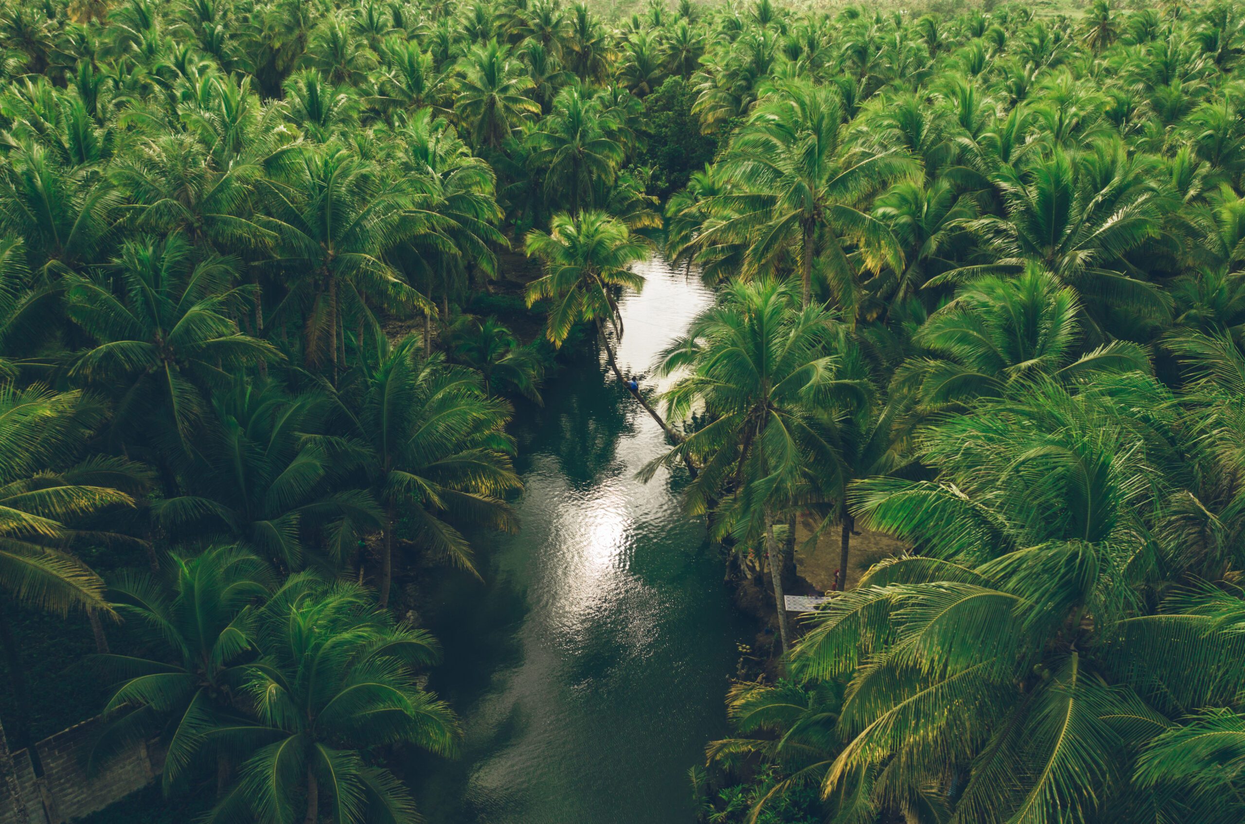 Aerial view of a river through a palm forest.
