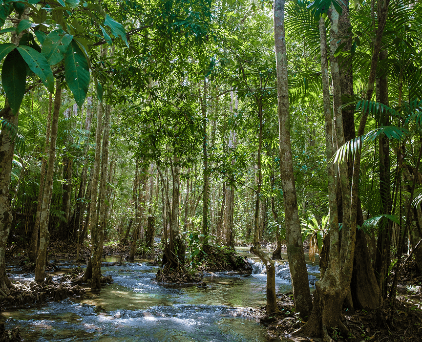Stream flowing through a lush tropical forest.